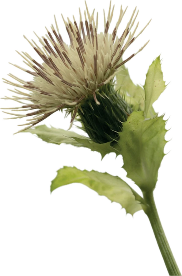 Ziele ostrożenia
